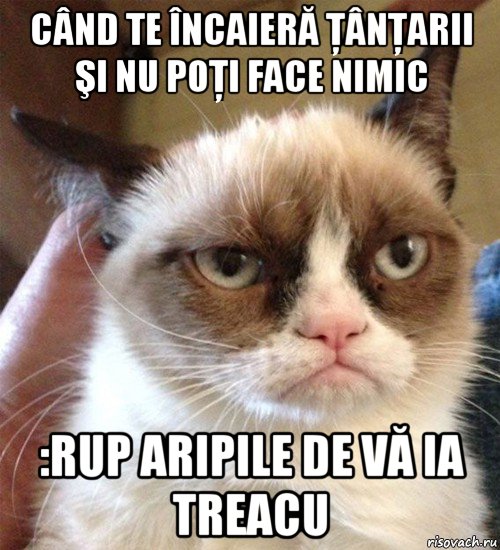 când te încaieră ţânţarii şi nu poţi face nimic :rup aripile de vă ia treacu, Мем Грустный (сварливый) кот