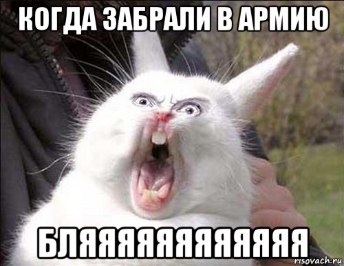 Share memes. Бляяяяяяять. Бубенчик Мем. Мем бляяяяяяяяять. Бубенчик заяц Мем.