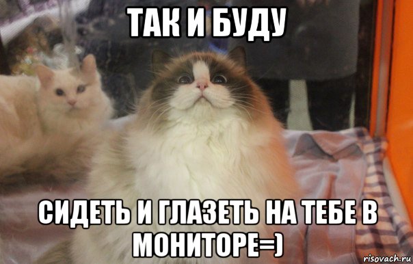 так и буду сидеть и глазеть на тебе в мониторе=), Мем  Довольный кот
