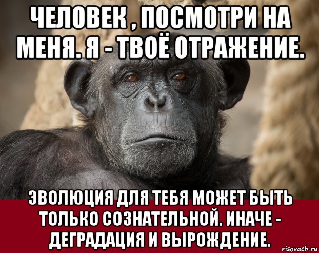 Гляньте что нашла. Мем вырождение. Деградация Мем. Эгегей Мем. Мем для меня было честью деградировать с вами Господа.