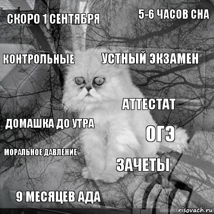 скоро 1 сентября огэ устный экзамен 9 месяцев ада домашка до утра 5-6 часов сна зачеты контрольные МОРАЛЬНОЕ ДАВЛЕНИЕ аттестат, Комикс  кот безысходность