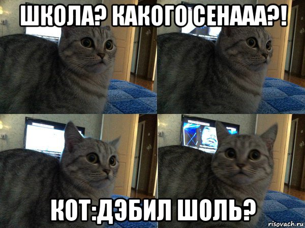 школа? какого сенааа?! кот:дэбил шоль?