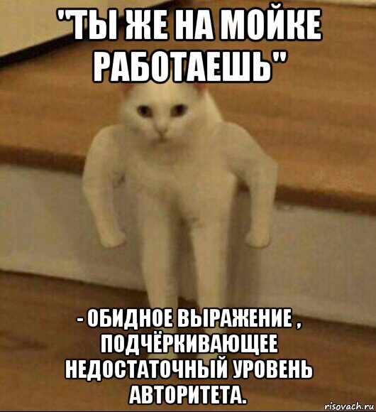 "ты же на мойке работаешь" - обидное выражение , подчёркивающее недостаточный уровень авторитета., Мем  Полукот