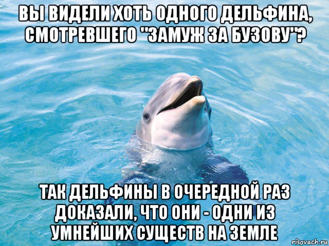 вы видели хоть одного дельфина, смотревшего "замуж за бузову"? так дельфины в очередной раз доказали, что они - одни из умнейших существ на земле