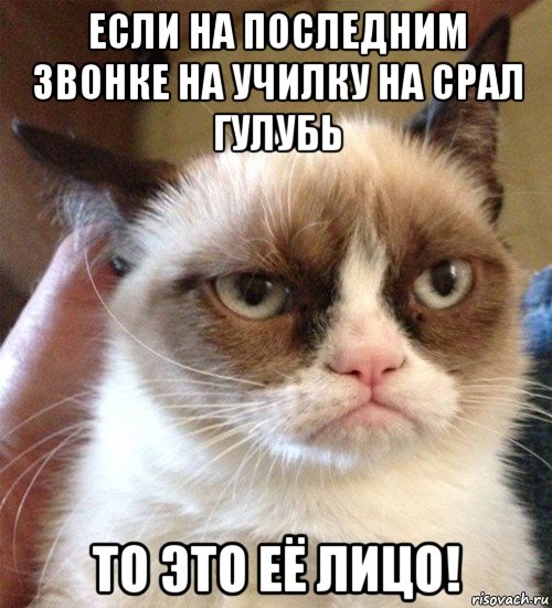 если на последним звонке на училку на срал гулубь то это её лицо!, Мем Грустный (сварливый) кот