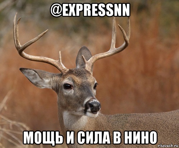 @expressnn мощь и сила в нино, Мем  Наивный Олень v2