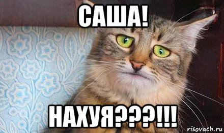 саша! нахуя???!!!, Мем  кот печаль