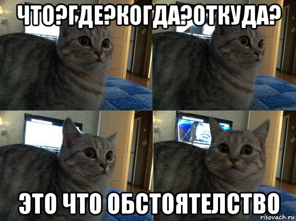 что?где?когда?откуда? это что обстоятелство, Мем  Кот в шоке