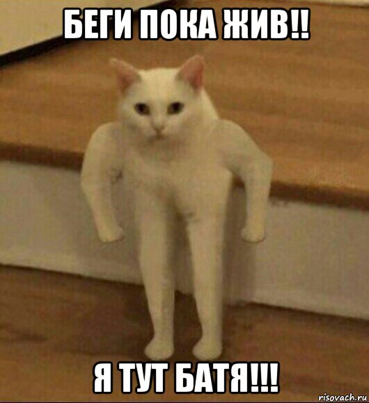 беги пока жив!! я тут батя!!!, Мем  Полукот