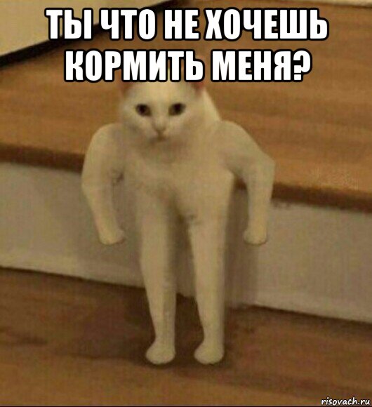 ты что не хочешь кормить меня? , Мем  Полукот