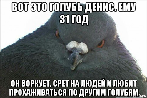Людское мем с голубем и руками 2025