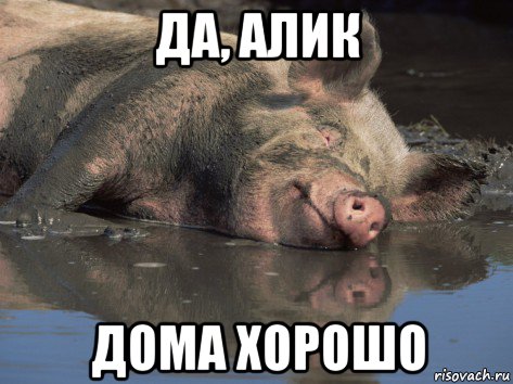 Алик Прикол
