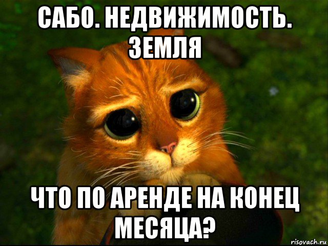 сабо. недвижимость. земля что по аренде на конец месяца?, Мем кот из шрека