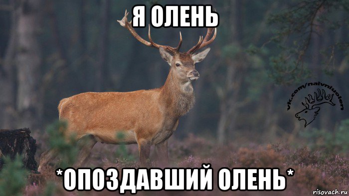 я олень *опоздaвший олень*