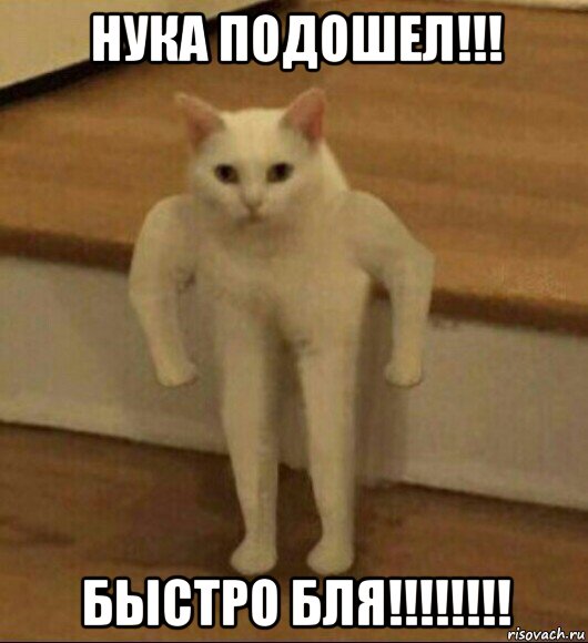 нука подошел!!! быстро бля!!!!!!!!, Мем  Полукот