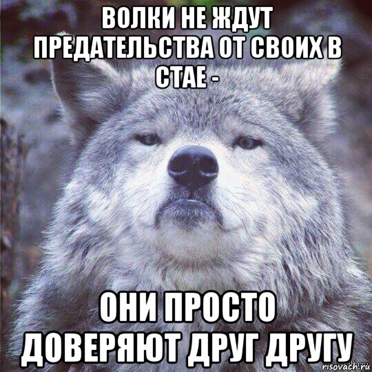 Ненавижу волков. Волк Мем. Мемы с волками. Волчьи мемы. Волк брат Мем.