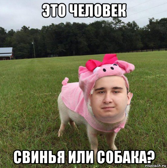 Свинья мем