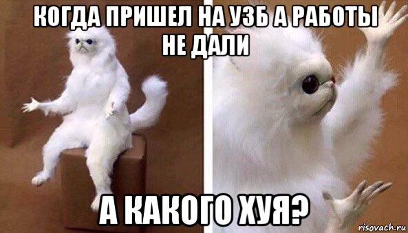 когда пришел на узб а работы не дали а какого хуя?, Мем Чучело кота