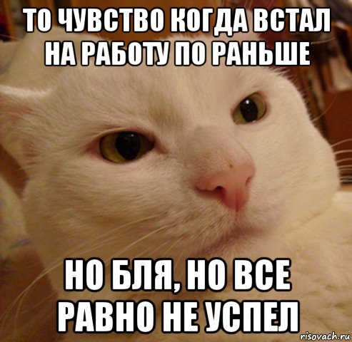 то чувство когда встал на работу по раньше но бля, но все равно не успел, Мем Дерзкий котэ