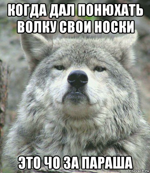 когда дал понюхать волку свои носки это чо за параша, Мем    Гордый волк