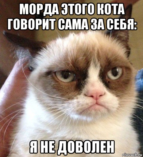 морда этого кота говорит сама за себя: я не доволен, Мем Грустный (сварливый) кот