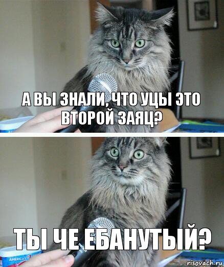 А вы знали, что уцы это второй заяц? Ты че ебанутый?, Комикс  кот с микрофоном