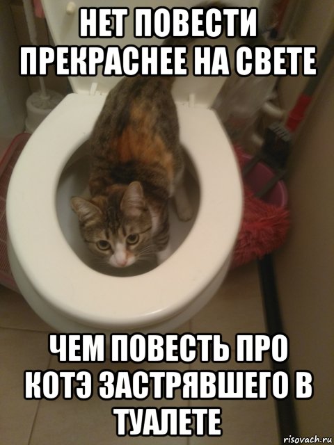 Кот сильно кричит перед туалетом