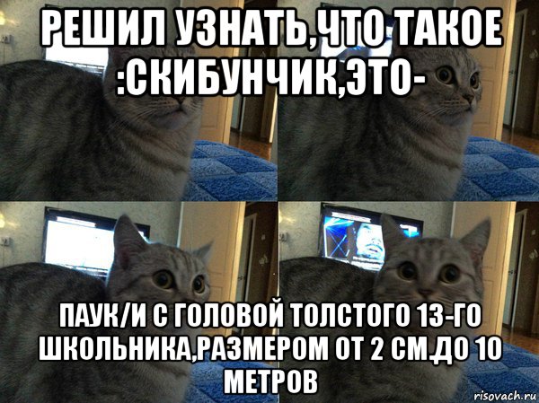 решил узнать,что такое :скибунчик,это- паук/и с головой толстого 13-го школьника,размером от 2 см.до 10 метров, Мем  Кот в шоке