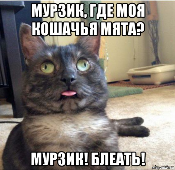 мурзик, где моя кошачья мята? мурзик! блеать!, Мем   Кот завис