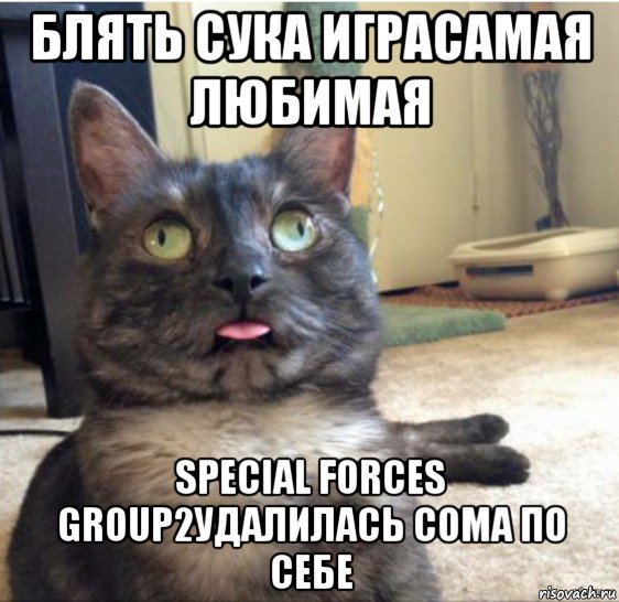 блять сука играсамая любимая special forces group2удалилась сома по себе, Мем   Кот завис