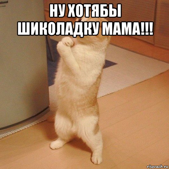 ну хотябы шиколадку мама!!! , Мем  котэ молится