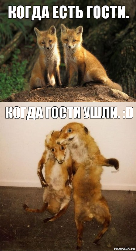 Когда есть гости. Когда гости ушли. :D, Комикс Лисицы