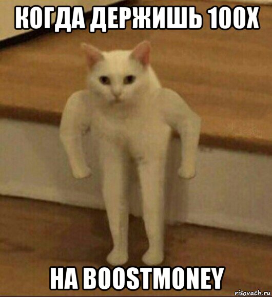 когда держишь 100х на boostmoney, Мем  Полукот