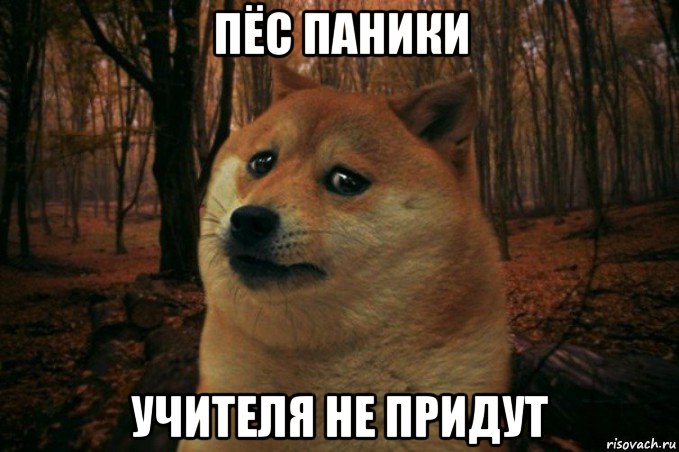 пёс паники учителя не придут, Мем SAD DOGE