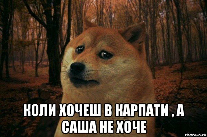  коли хочеш в карпати , а саша не хоче, Мем SAD DOGE