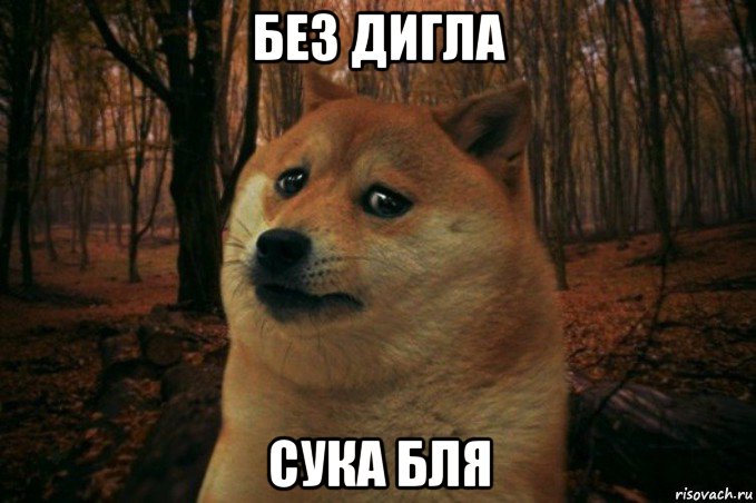 без дигла сука бля, Мем SAD DOGE