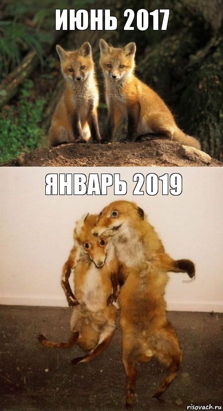 Июнь 2017 Январь 2019, Комикс Лисицы