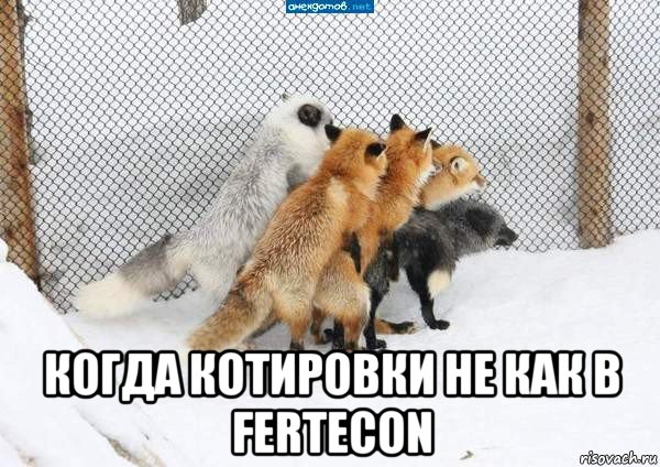  когда котировки не как в fertecon, Мем лисы