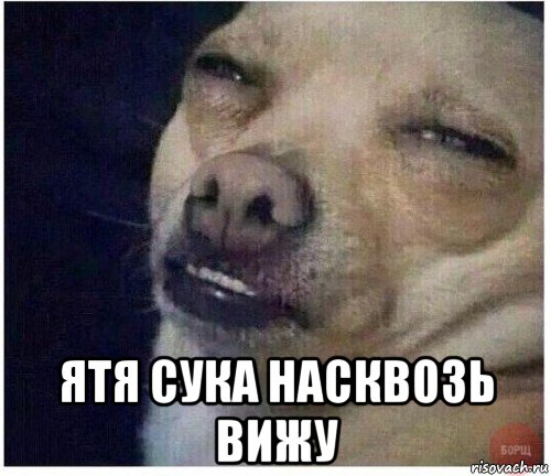 Мем собака с глазами