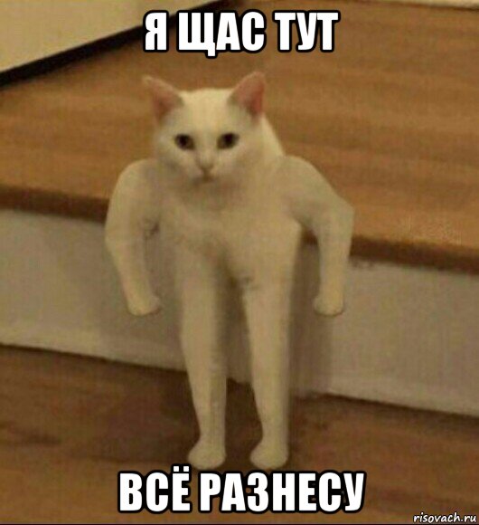 я щас тут всё разнесу, Мем  Полукот