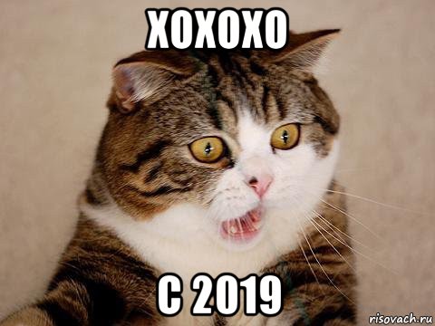 хохохо с 2019, Мем  сердитый кот