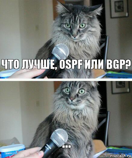 что лучше, ospf или bgp? ..., Комикс  кот с микрофоном