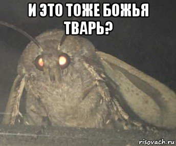 и это тоже божья тварь? , Мем Матылёк