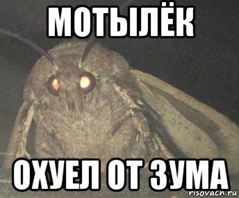 мотылёк охуел от зума