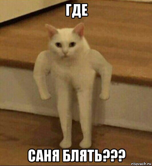 где саня блять???, Мем  Полукот