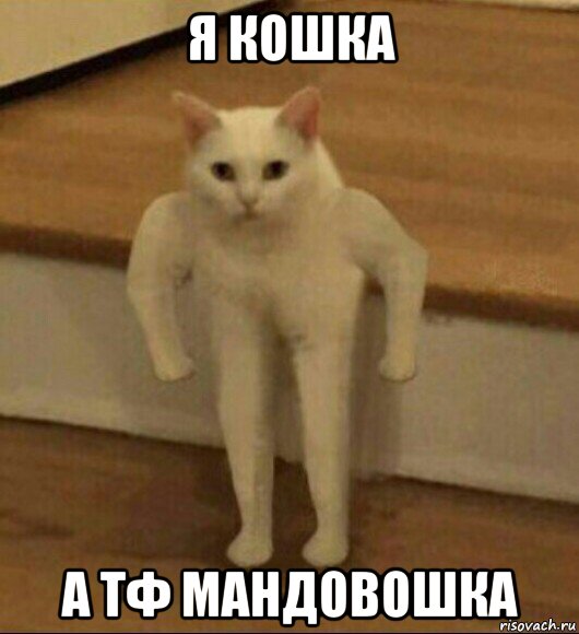 я кошка а тф мандовошка, Мем  Полукот