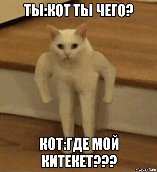 ты:кот ты чего? кот:где мой китекет???, Мем  Полукот