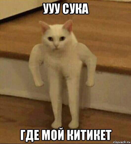 ууу сука где мой китикет, Мем  Полукот