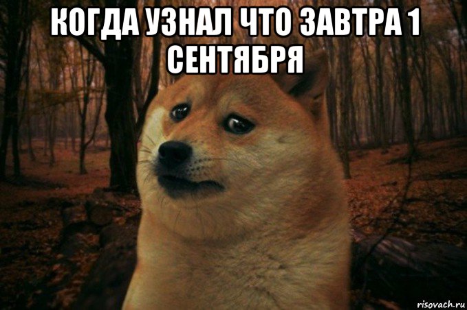 когда узнал что завтра 1 сентября , Мем SAD DOGE