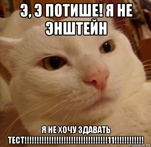 э, э потише! я не энштейн я не хочу здавать тест!!!!!!!!!!!!!!!!!!!!!!!!!!!!!!!!!!11!!!!!!!!!!!!, Мем Дерзкий котэ